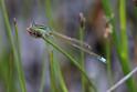 Ischnura pumilio (Scarce Blue-tailed Damselfly) male.JPG